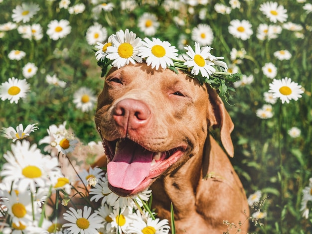 Adorável cão sorridente lindo prado e coroa de margaridas