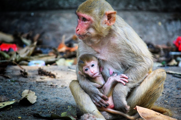 Adorável cena de uma mãe macaca sentada no chão cuidando de seu bebê