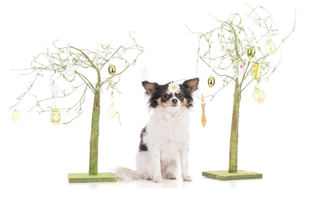 Adorável Chihuahua com decoração de Páscoa em fundo branco