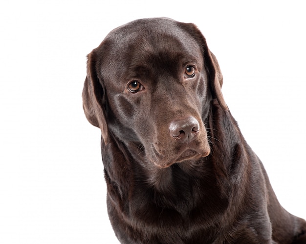 Adorável chocolate labrador