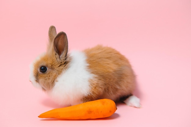 Adorável coelhinho da páscoa em fundo rosa claro lindos animais de estimação adoráveis Tamanho do banner