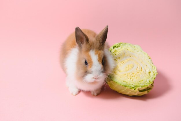 Adorável coelhinho da páscoa em fundo rosa claro lindos animais de estimação adoráveis Tamanho do banner