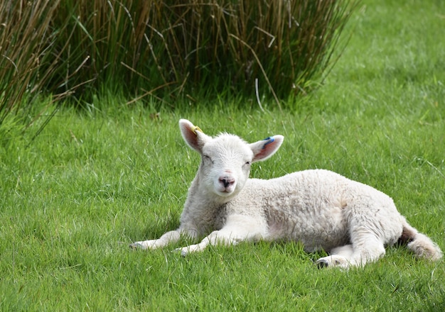 Adorável cordeiro com olhos sonolentos, descansando em uma fazenda na primavera.