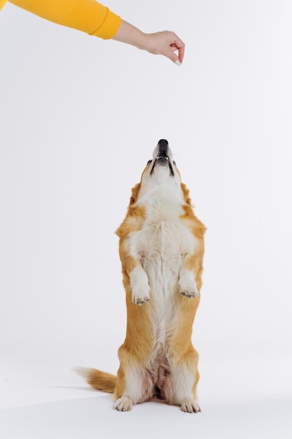 Adorável e fofo Welsh Corgi Pembroke fica em suas patas traseiras no fundo branco do estúdio Raça mais popular de cachorro
