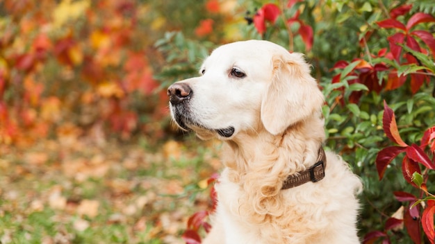 Adorável e triste cão retriever dourado perto de folhas de uvas selvagens vermelhas e amarelas