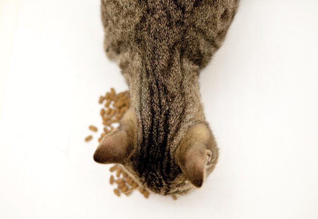 Adorável fêmea tabby gato gatinho sentado orgulhosamente com comida seca isolado em bege ou cinza bonito