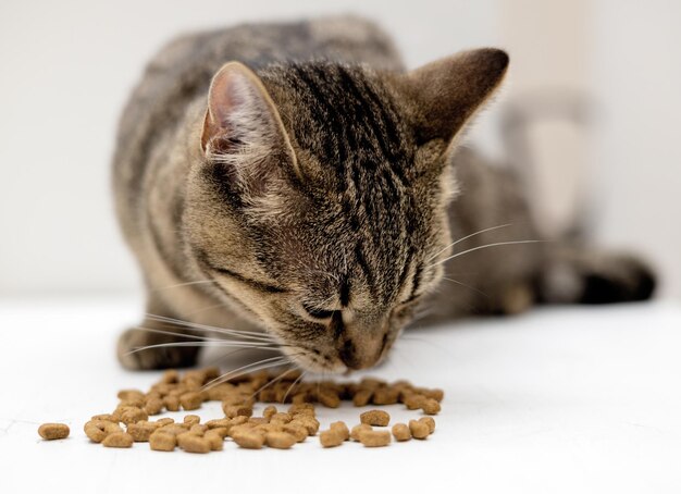 Adorável fêmea tabby gato gatinho sentado orgulhosamente com comida seca isolado em bege ou cinza bonito