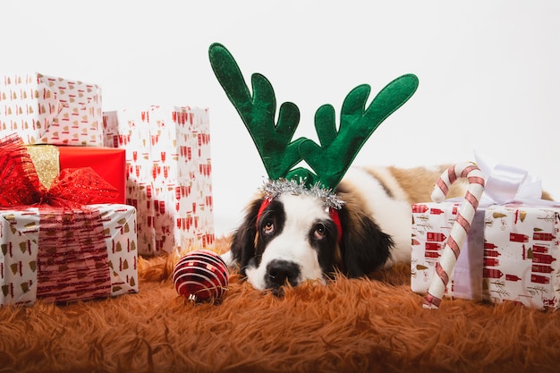 Adorável filhote de st bernard no chão com chifres de rena e cercado por caixas de presente embrulhadas.