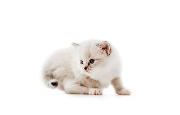 Adorável gatinho ragdoll fofo com lindos olhos azuis sentado e olhando para trás, isolado no fundo branco. Gato fofo gatinho de raça pura. Lindo animalzinho felino