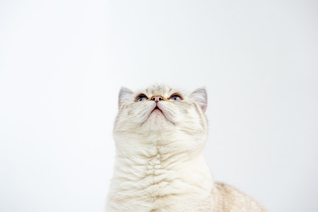 Adorável gatinho shorthair britânico olha para cima e senta-se sobre um fundo branco no estúdio. Lugar para texto