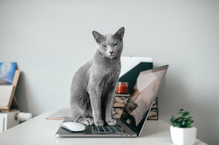Foto adorável gatinho triste sentado no laptop