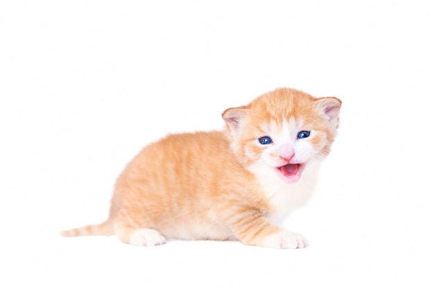 Adorável gatinho vermelho isolado no branco