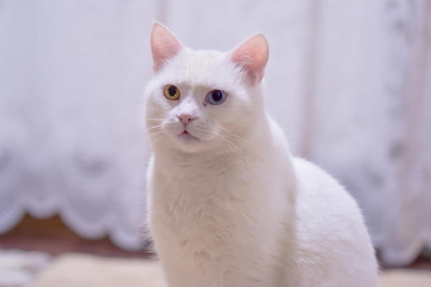 Adorável gato angorá branco com olhos heterocromáticos