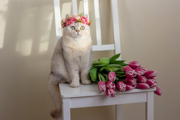 Adorável gato branco em uma coroa de flores cor de rosa senta-se com buquê de tulipas cor de rosa em um fundo leve