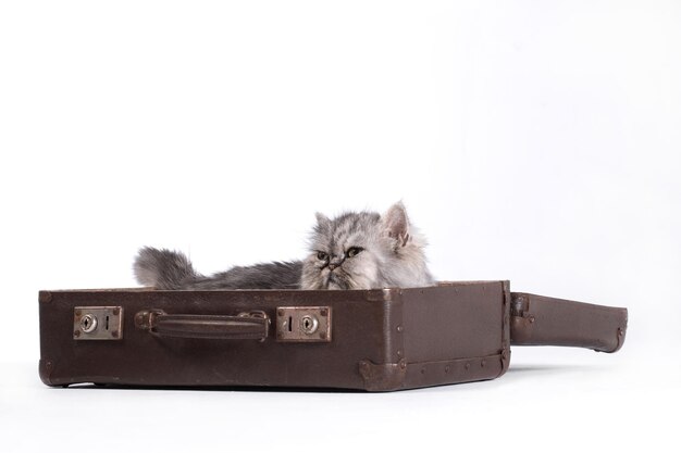 Adorável gato cinza na mala de viagem no fundo branco