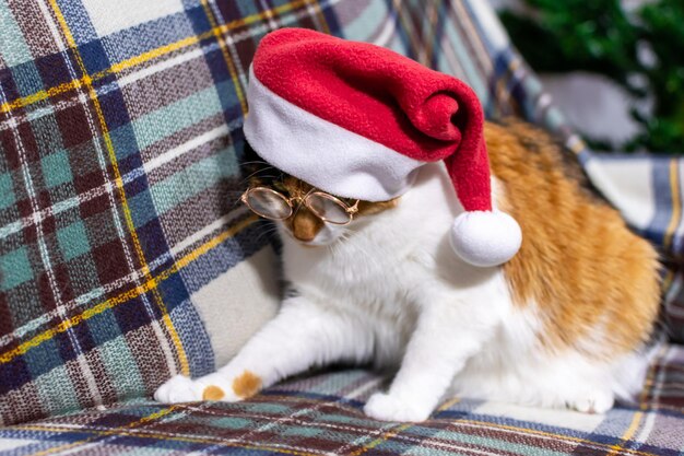 Adorável gato cinzento com um chapéu vermelho de natal está lendo um livro. conceito de natal.