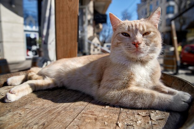 Adorável gato com grandes olhos amarelos brilhantes olhando para a câmera