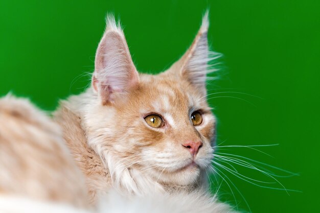 Adorável gato de cabelo comprido raça maine shag cat retrato de gato doméstico vermelho deitado em fundo verde