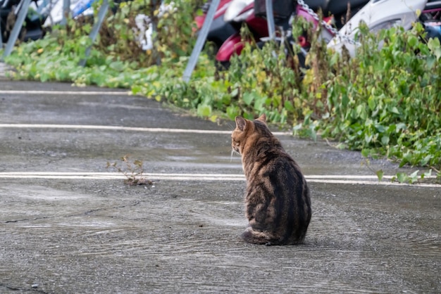 Adorável gato de rua malhado