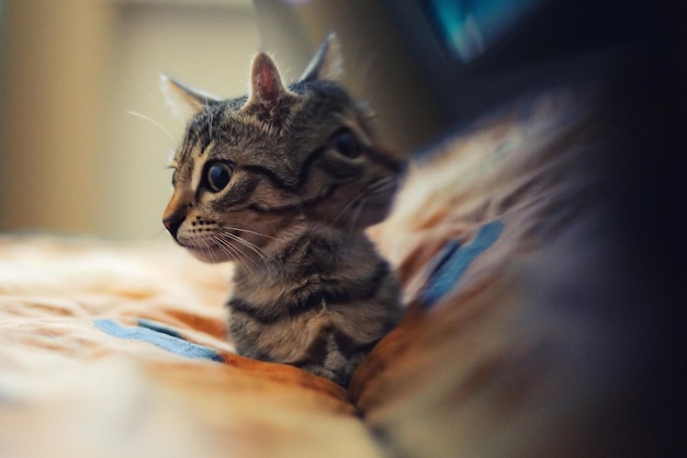 Adorável gato deitado na cama. Com reflexão.