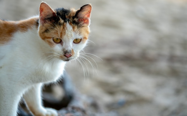 Adorável gato desajeitado