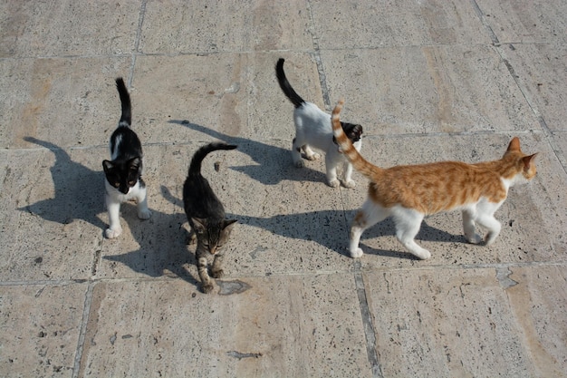 Adorável gato doméstico Gato de rua retrato de um gato vadio sem-teto abandonado