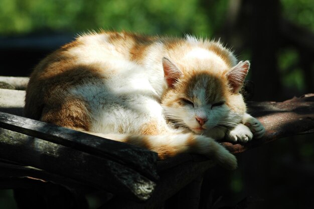 Adorável gato dormindo