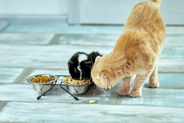 Adorável gato e cobaia comendo dentro de casa em casa