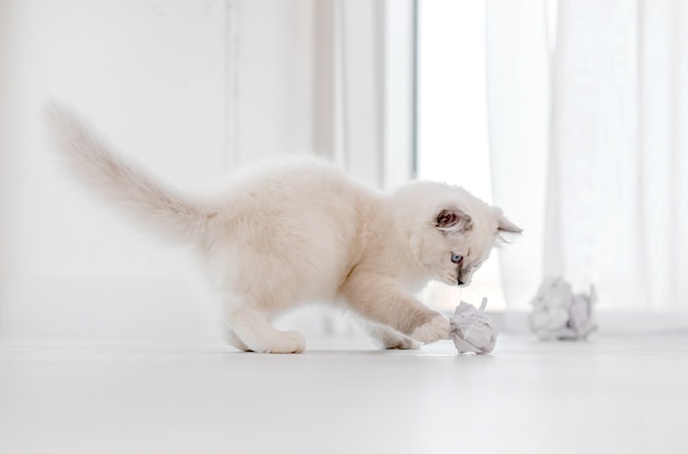 Adorável gato ragdoll branco fofo brincando com bolas de papel no chão na sala de luz e olhando para a câmera com olhos azuis. Adorável animal de estimação felino de raça pura ao ar livre com brinquedos