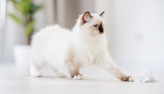 Adorável gato ragdoll branco fofo em pé no chão em uma sala iluminada com luz do dia e olhando para trás com olhos azuis. Lindo lindo animal de estimação felino de raça pura ao ar livre com fundo desfocado