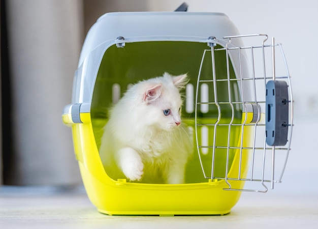 Adorável gato ragdoll branco sai do transporte de animais de estimação. Animal felino doméstico fofo de raça pura e cesta com estrutura metálica aberta