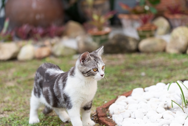 Adorável gato saudável com lindos olhos amarelos na grama verde fresca ao ar livre na manhã