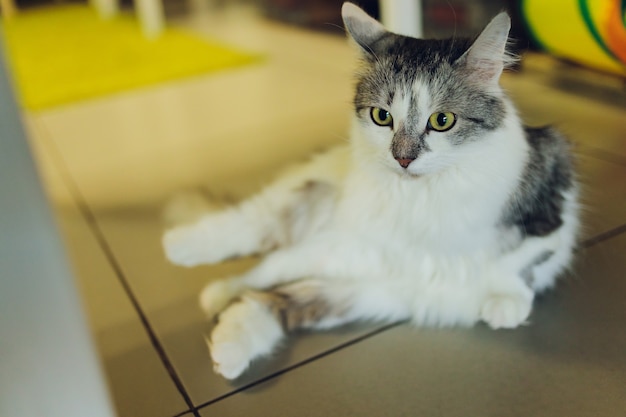 Adorável gato sentado no chão da cozinha, olhando para a câmera.