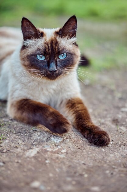 Adorável gato siamês com olhos azuis deitado no chão e descansando em um dia de verão no quintal