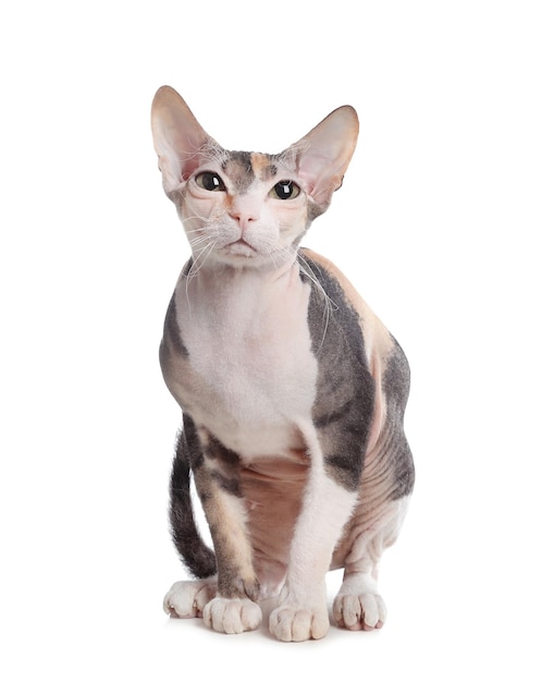 Adorável gato Sphynx em fundo branco Bonito animal de estimação amigável