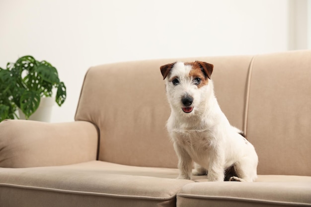 Adorável Jack Russell Terrier no sofá em casa Cachorro adorável