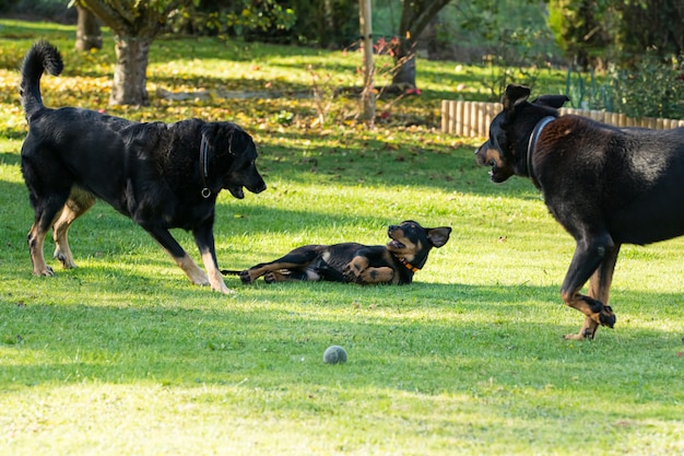 Adorável jovem cão pastor brincando com dois adultos grandes em um jardim verde e florido