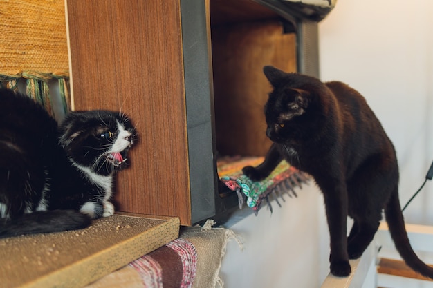 Adorável jovem gato malhado brigando com o gato