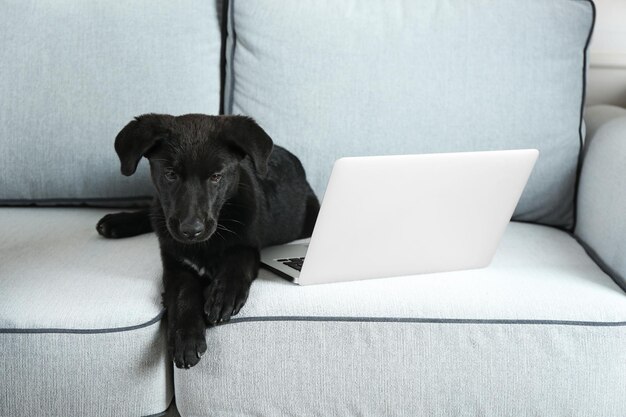 Adorável jovem Labrador preto deitado perto do caderno no sofá branco