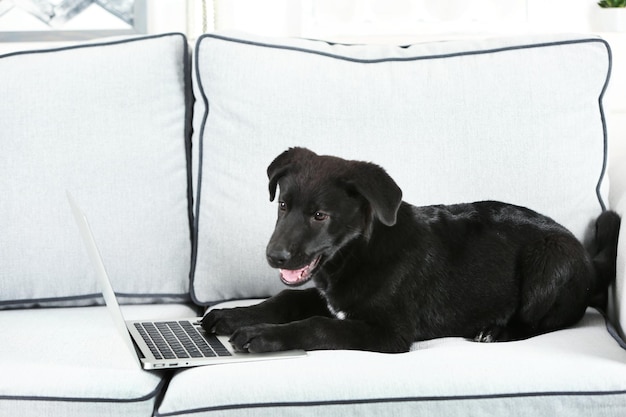 Adorável jovem labrador preto deitado perto do notebook no sofá branco