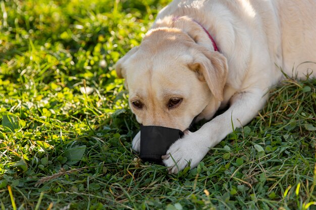 Foto adorável labrador com focinho ao ar livre