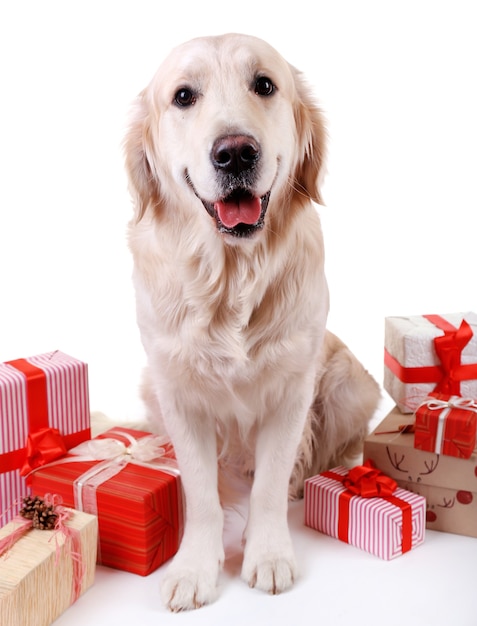 Foto adorável labrador sentado com caixas de presentes, isolado no branco