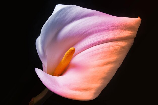 Adorável linda flor colorida de lírio de Calla em preto