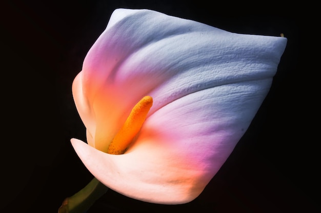 Adorável linda flor colorida de lírio de Calla em preto