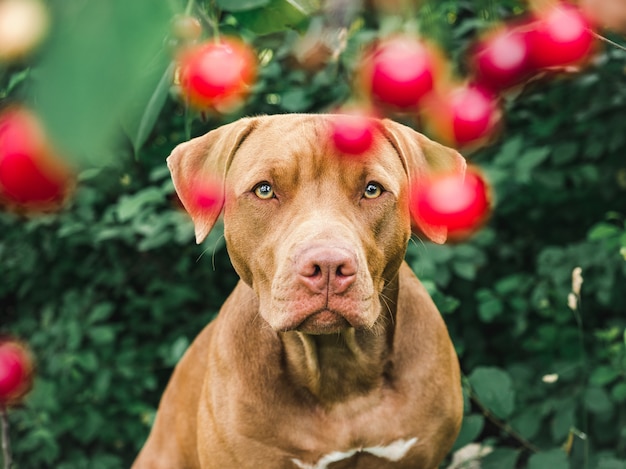 Adorável, lindo cachorrinho de cor chocolate. close-up, ao ar livre. luz do dia. conceito de cuidado, educação, treinamento de obediência, criação de animais de estimação