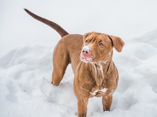 Adorável, lindo cachorrinho de cor chocolate. Close-up, ao ar livre. Luz do dia. Conceito de cuidado, educação, treinamento de obediência, criação de animais de estimação