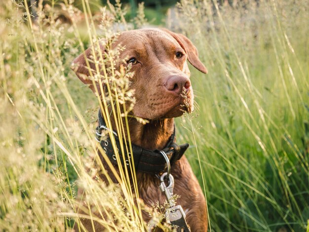 Adorável, lindo cachorrinho de cor chocolate. Fechar-se