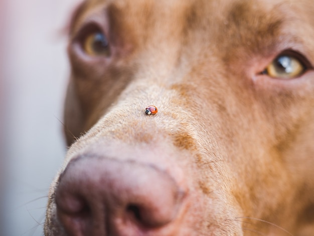 Adorável, lindo cachorrinho de cor chocolate. fechar-se