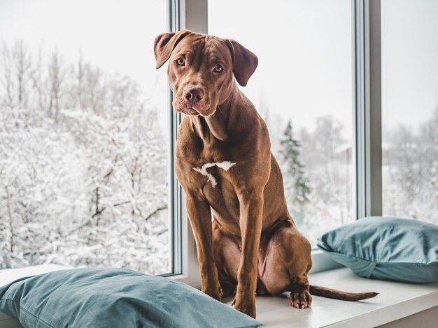 Adorável, lindo cachorrinho de cor chocolate.