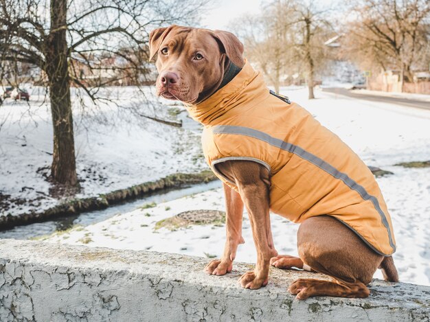 Adorável, lindo cachorrinho de cor chocolate.